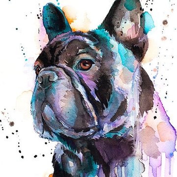Black-French-Bulldog0