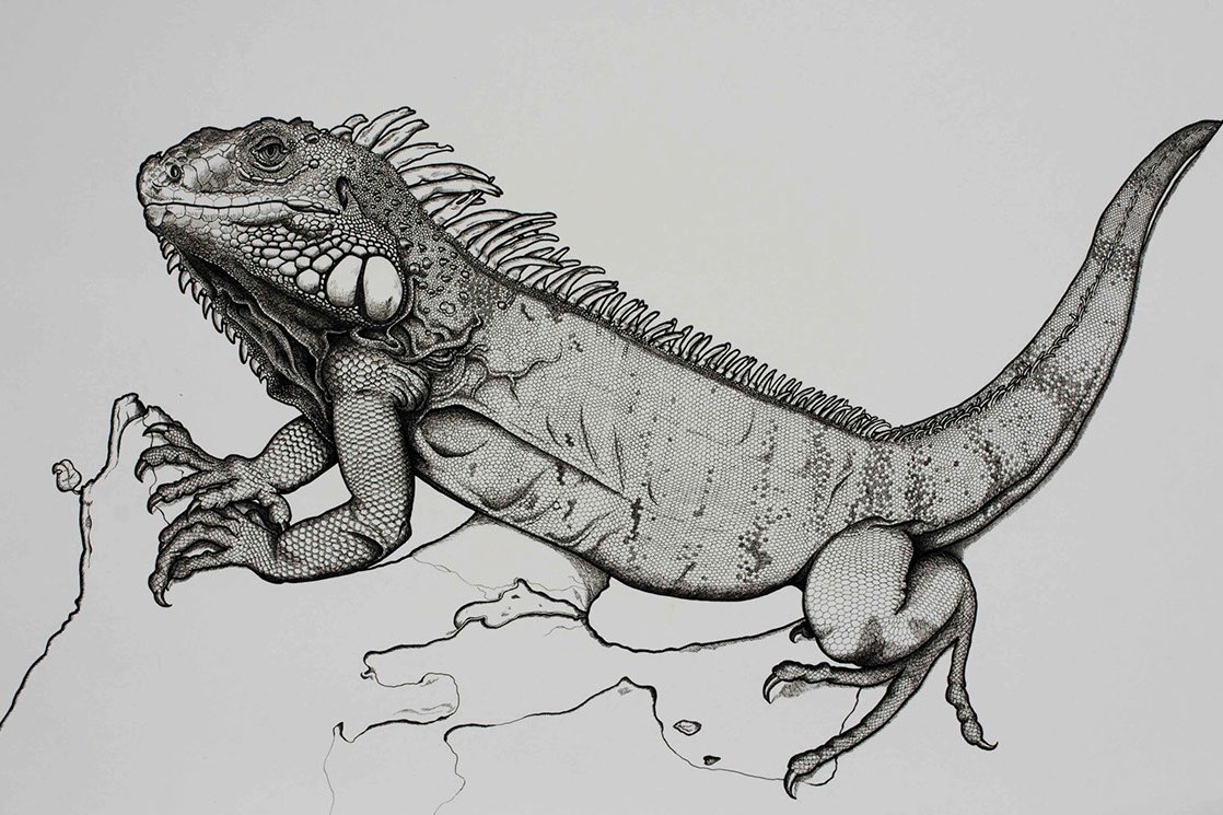 Iguana(22)