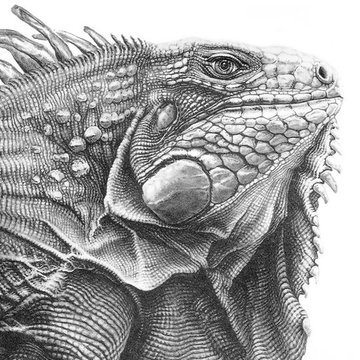 Iguana(23)