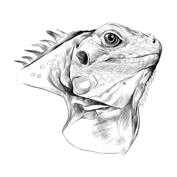 Iguana (14)