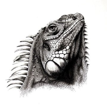 Iguana (17)