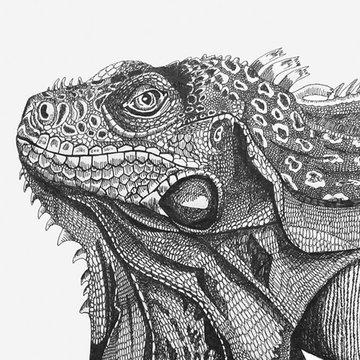 Iguana (18)