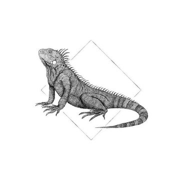 Iguana (19)