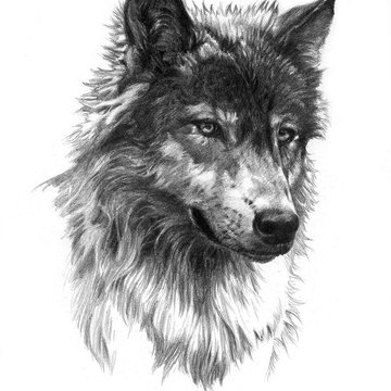 Inked1655406428_4-papik-pro-p-tattoo-drawings-wolf-4