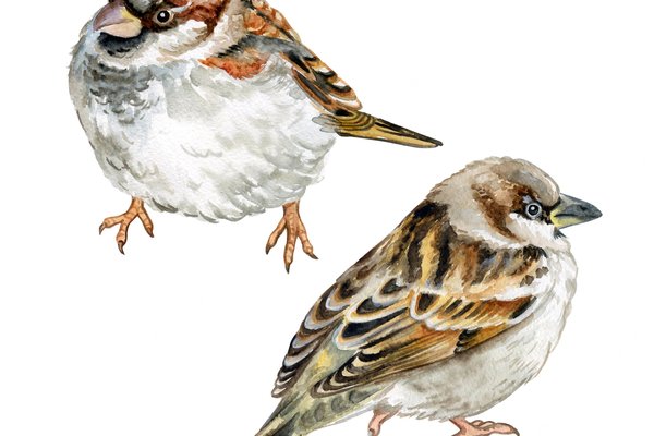 bird-sparrow-isolated-watercolor_119039-13
