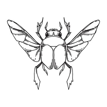 black-and-white-drawing-in-vintage-style-scarab-beetle-magic-symbol-of-scarab-beetle-with-spread-wings-mystical-beetle-esotericism-magic-tattoo-sketch-vector