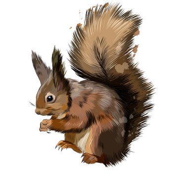 eurasian-red-squirrel-from-a-splash-of-watercolor-colored-drawing-realistic-illustration-of-paints-vector (1)