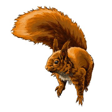 eurasian-red-squirrel-from-a-splash-of-watercolor-colored-drawing-realistic-illustration-of-paints-vector