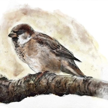sparrow-2400478_1280