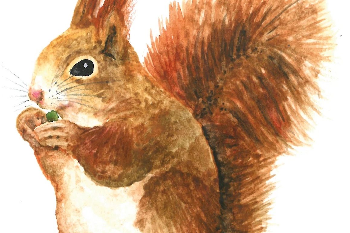 squirrel-3052846_1280