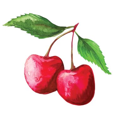 watercolor-cherry-sakura-fruit-illustration-vector