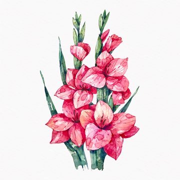 watercolor-gladiolus-illustration_52683-86114